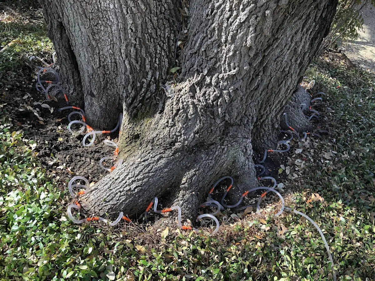 Detailed Tree Cabling and Bracing job site in Cohutta