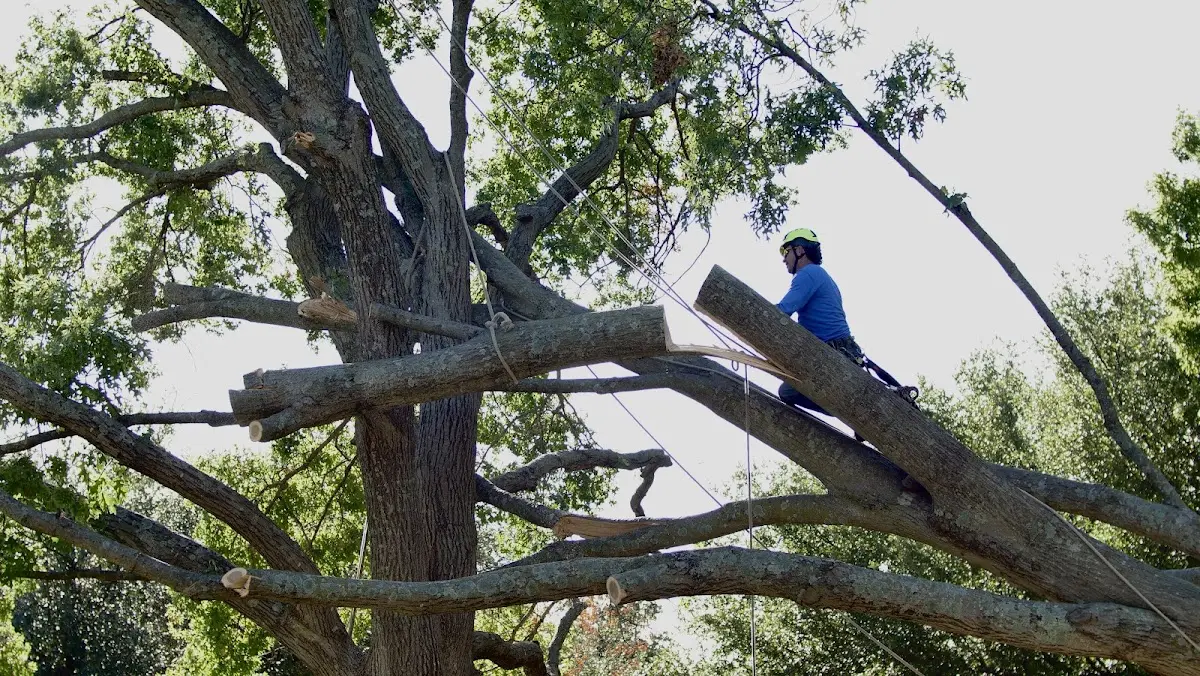 Professional Crown Thinning performed by certified arborists in Cohutta