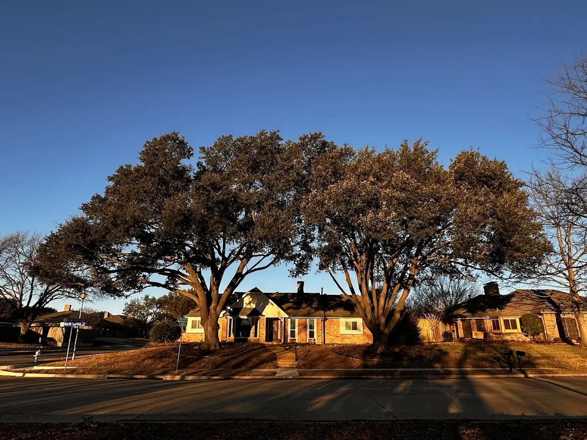 Established residential canopy tree shading a home in Cohutta